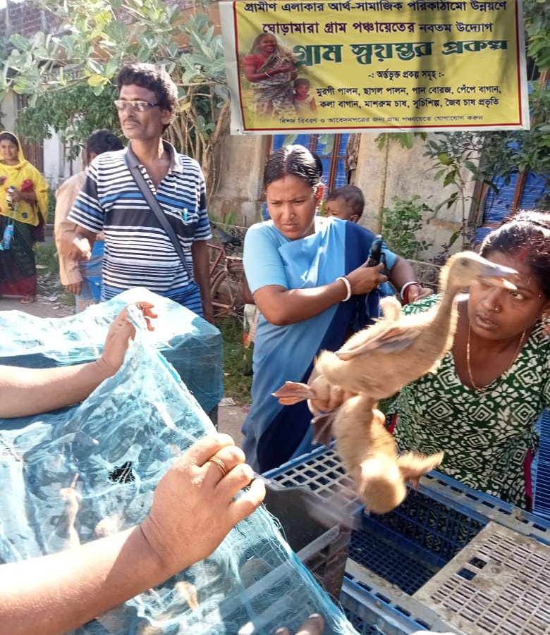 1728566782Duckling Distribution.jpg